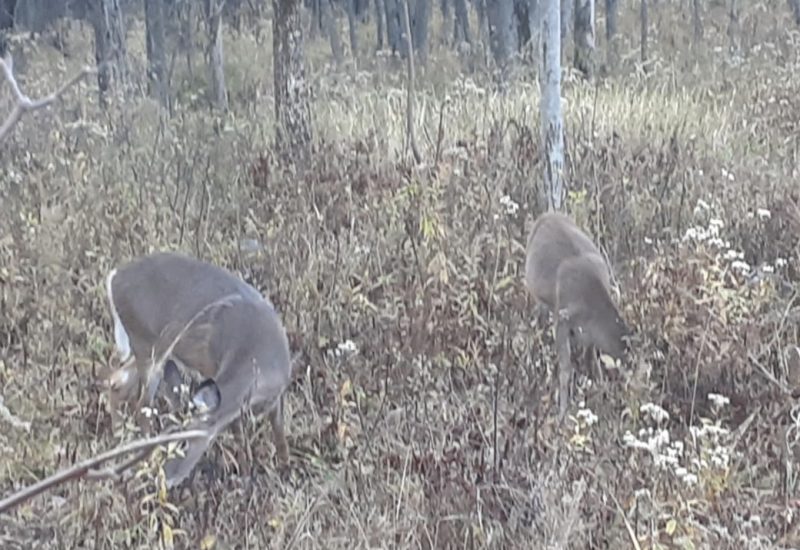 Une vigile en mémoire des cerfs abattus à Longueuil