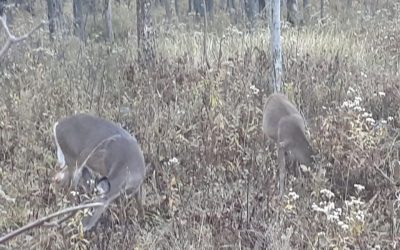 Une vigile en mémoire des cerfs abattus à Longueuil