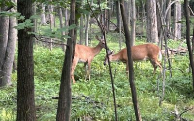 Une firme de sécurité embauchée pour encadrer l’abattage des cerfs au Parc Michel-Chartrand