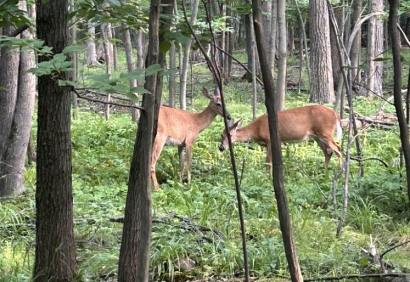 Une firme de sécurité embauchée pour encadrer l’abattage des cerfs au Parc Michel-Chartrand