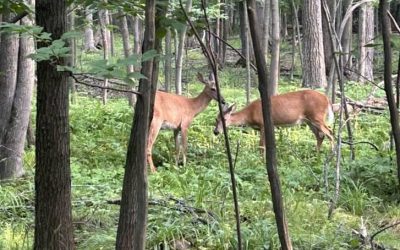 Longueuil obtient un permis pour contrôler la population de cerfs au parc Michel-Chartrand