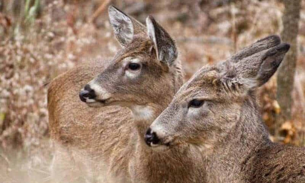 Les élus de Longueuil sont à nouveau bombardés de questions sur les cerfs au parc Michel-Chartrand