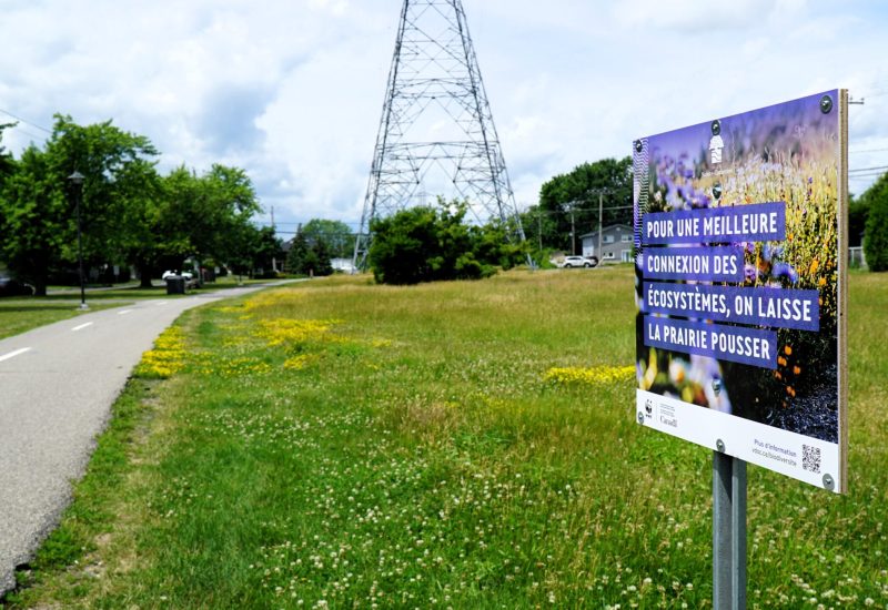 Un corridor de biodiversité pour la Ville de Sainte-Catherine