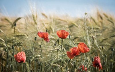 C’est la Fête des récoltes à La Prairie