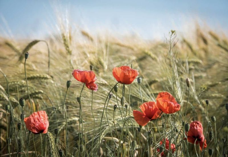 C’est la Fête des récoltes à La Prairie