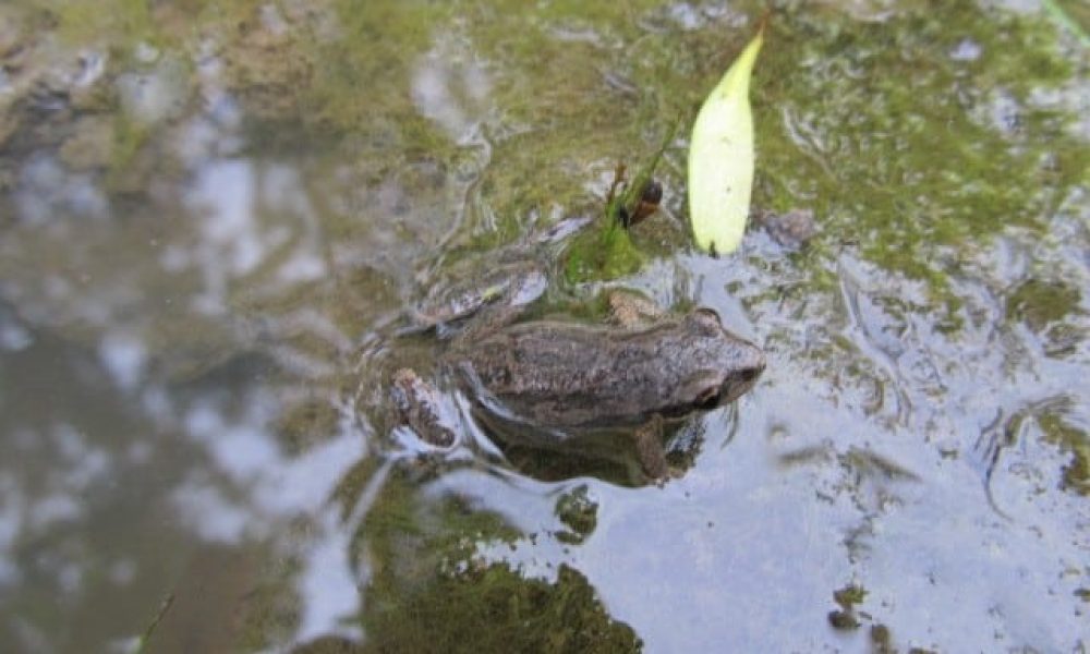 La rainette faux-grillon de l’Ouest est une espèce désignée vulnérable au Québec et désignée menacée au Canada. Photo : Courtoisie