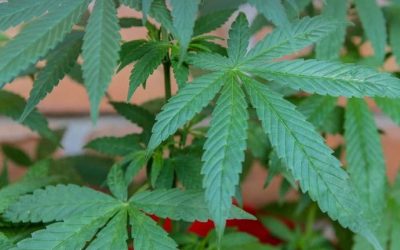 Trois arrestations dans le cadre du programme ACCES-Cannabis