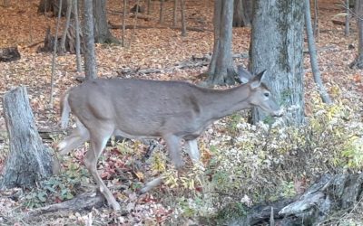 La SEPAQ va tenir une action de réduction de cerfs sur la Rive-Sud