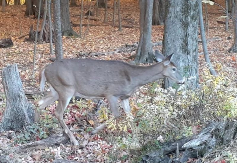 La SEPAQ va tenir une action de réduction de cerfs sur la Rive-Sud