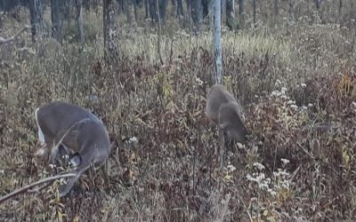 64 cerfs abattus cette semaine à Longueuil