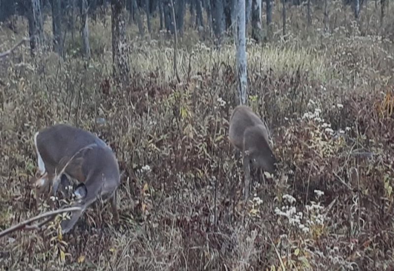 64 cerfs abattus cette semaine à Longueuil