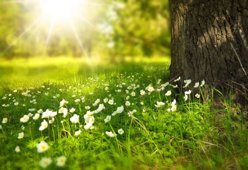 Les Belœillois pourront désormais pousser une herbe plus haute 