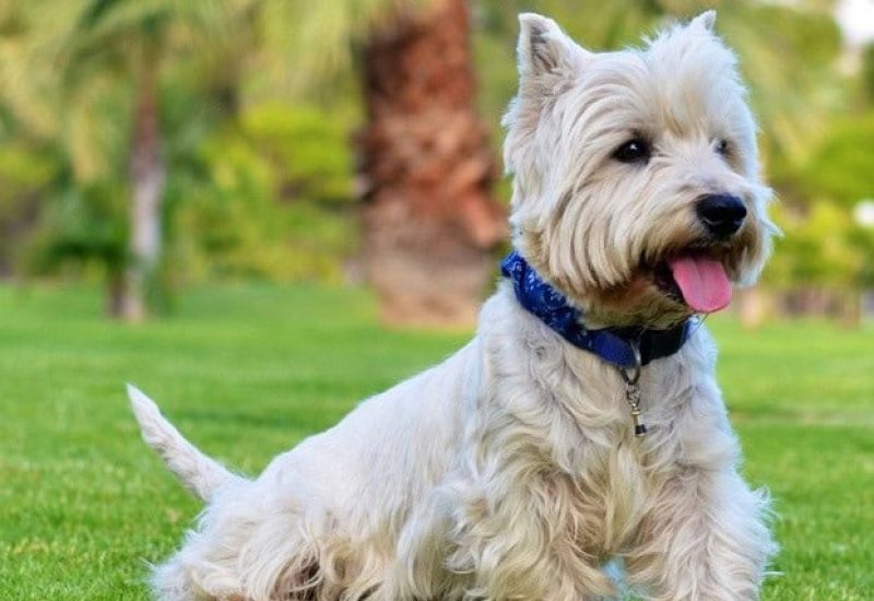 Un nouveau parc canin réclamé à Greenfield Park