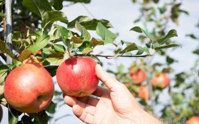 C’est le temps de s’approvisionner en pommes