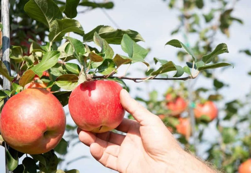 C’est le temps de s’approvisionner en pommes