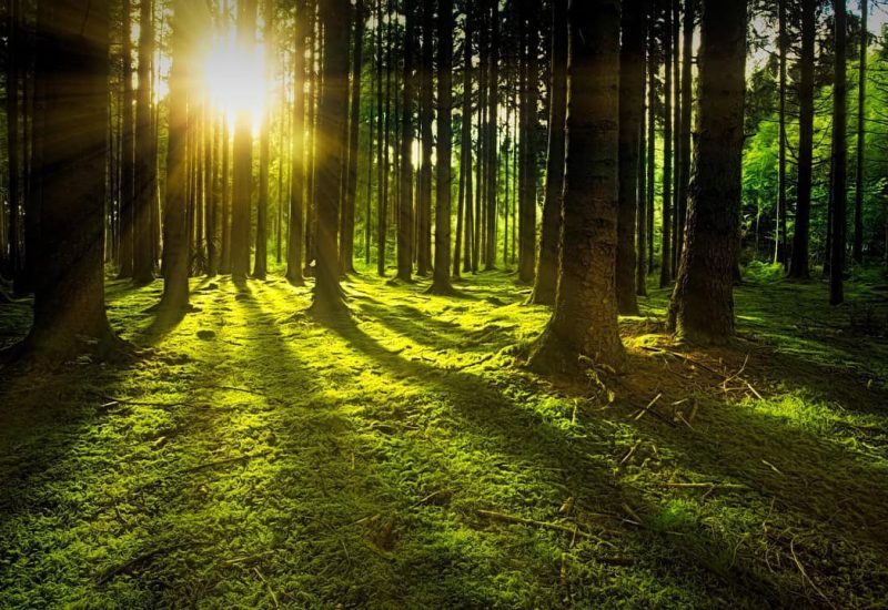 Distribution d’arbres matures à Saint-Philippe pour la journée de l’arbre 